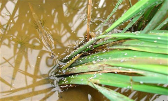 水稻稻飞虱防治方法