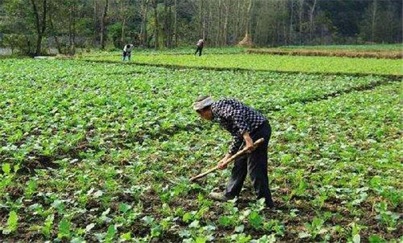 油菜施肥技术