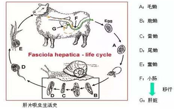 羊肝片吸虫病传染吗？