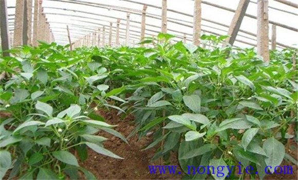青椒的种植方法