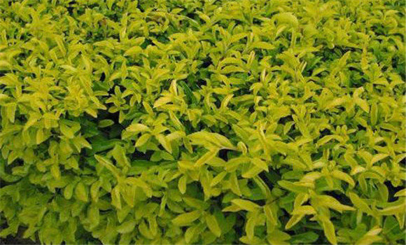 连翘种植密度