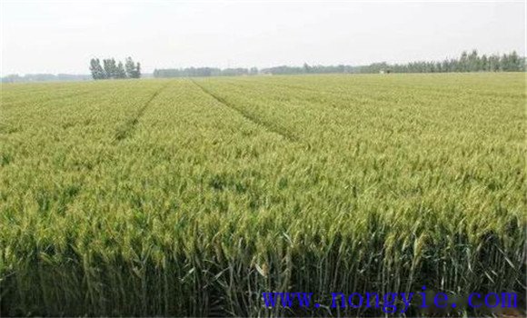小麦后期管理技术建议