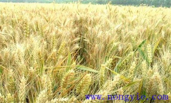 干热风对小麦的危害