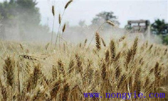 小麦后期干热风预防措施