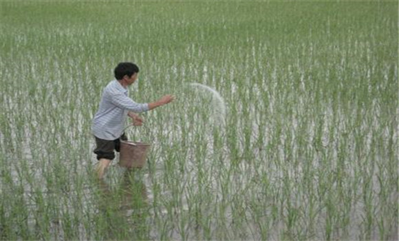 水稻施肥需要注意哪些