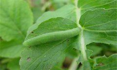 菜青虫防治方法 菜青虫特效药有哪些