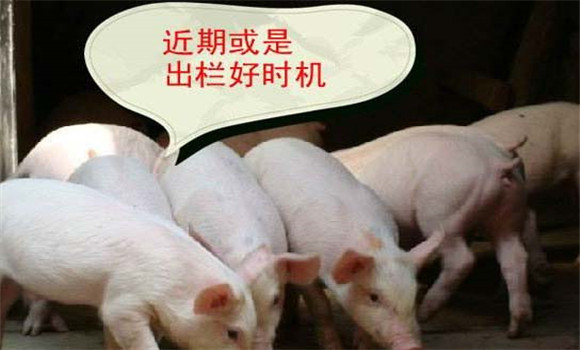 肉猪出栏时间
