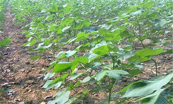 棉花种植时间