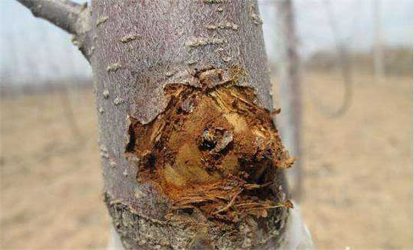 苹果树腐烂病