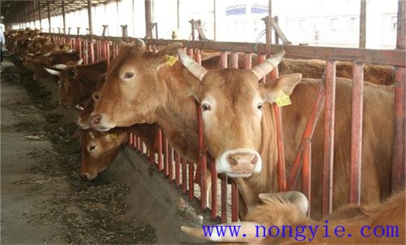 高效养牛常用的几种添加剂