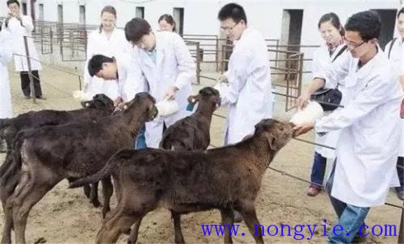 犊牛在出生时应该注意什么