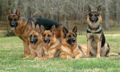 肉犬有哪些品种，肉犬养殖和管理有哪些要求