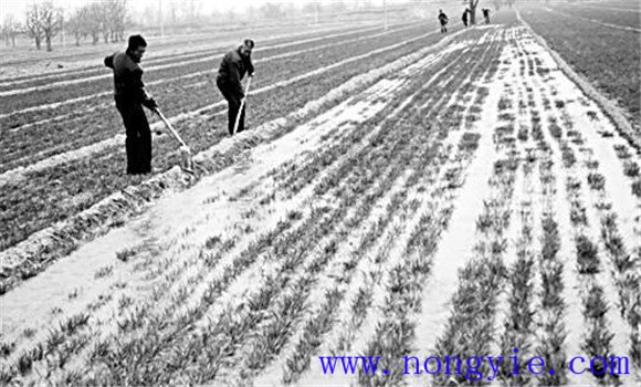 小麦越冬期的管理技术要点和管理措施