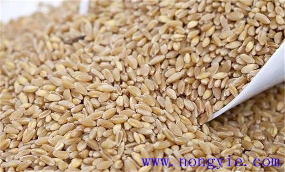 小麦种子播前处理方法