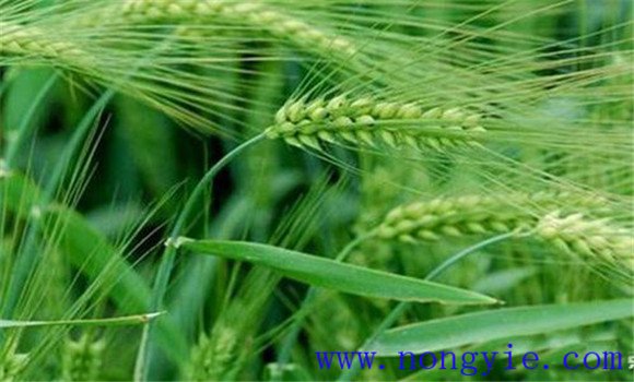 小麦吸浆虫的农业预防方法