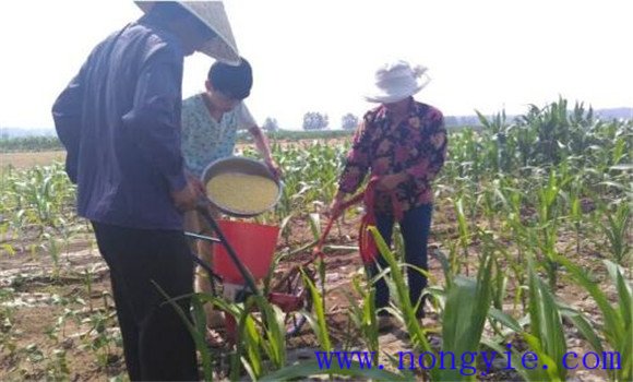 春玉米要稳施氮肥