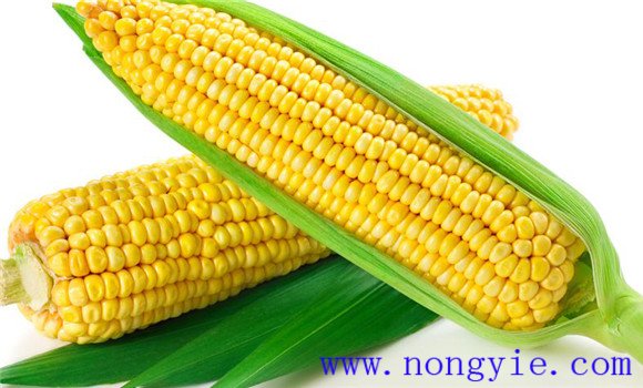 青贮玉米对品种的要求