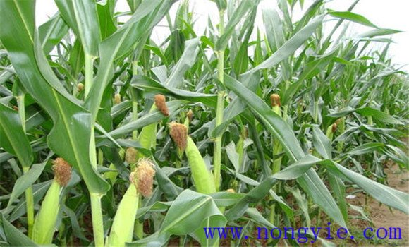 玉米生长周期多少天