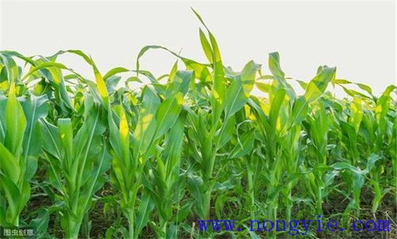玉米合理密植技术