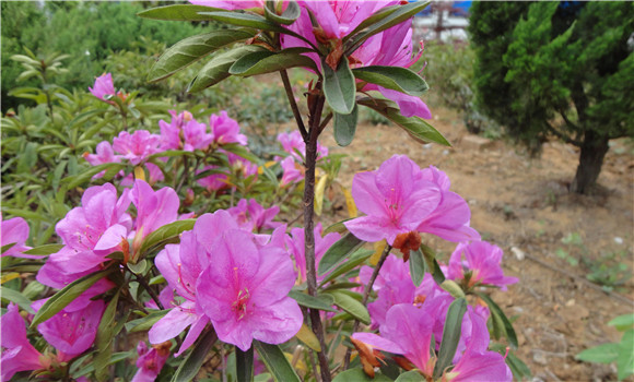 盆栽杜鹃花如何上盆