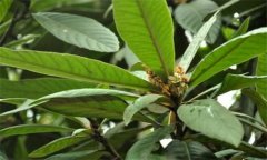枇杷叶的功效与作用及禁忌 枇耙叶的药用功效