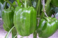 青椒种植时间 青椒种植管理技术要点