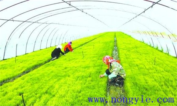 有机水稻种植高产技术的主要方法与步骤