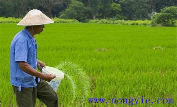 有机水稻种植高产技术