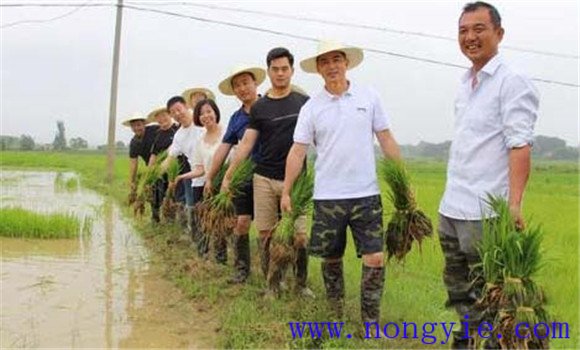 有机水稻栽培技术的生产方式