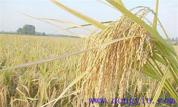 水稻实现高产的品种选择