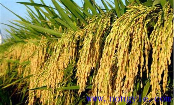 水稻种植如何能高产