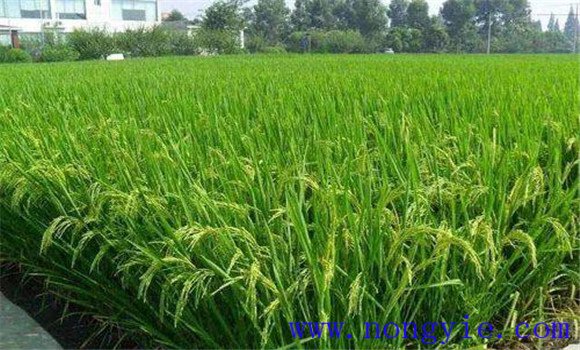 水稻施肥方法和用量