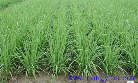水稻分蘖期的田间管理技术要点