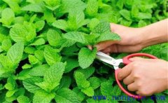 薄荷的育苗育苗方式、移栽要点与田间管理方法