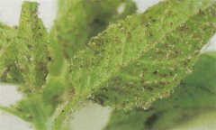 蚜虫的天敌有哪些 蚜虫的防治方法是什么