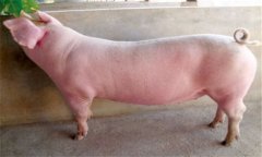 瘦肉型猪品种有几种 瘦肉型猪饲养标准是什么