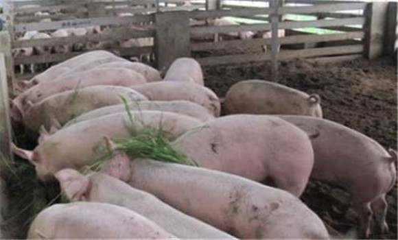 肉猪养殖