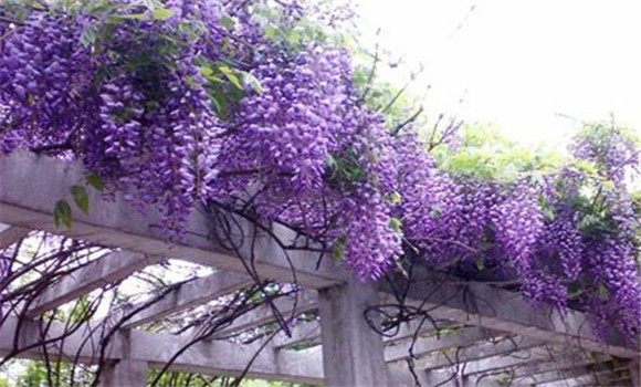 紫藤的种植方法
