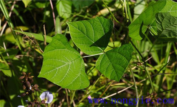 豆薯的施肥管理要点