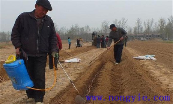 山药种植技术与栽培管理方法