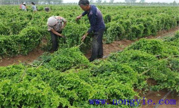 山药的田间管理措施是什么