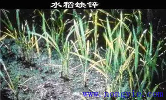 水稻缺锌会导致僵苗，水稻缺锌怎么办