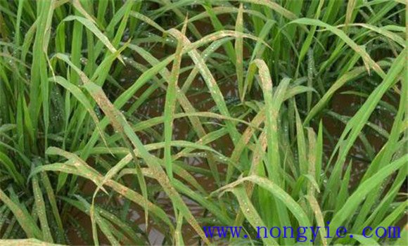 稻田除草剂造成药害的原因