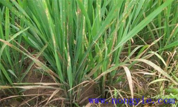 稻田如何正确使用除草剂