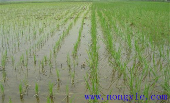 先进的水稻栽秧方法