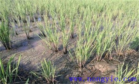 缺钾引起的水稻僵苗