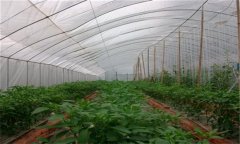 大棚栽培蔬菜宜用哪些除草剂