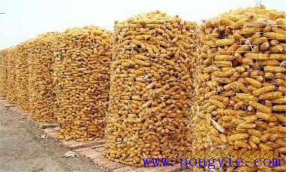 玉米种子的越夏堆种贮藏技术