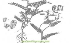 沙漠植物沙打旺简介 沙打旺的植物学特征