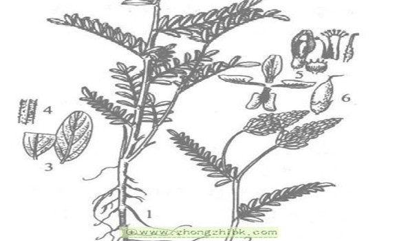 沙打旺种植技术